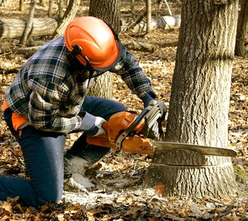 Tree Removal in Damascus, MD